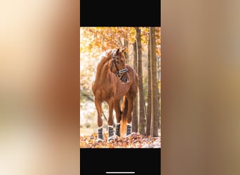 Hannoveraan, Ruin, 7 Jaar, 170 cm, Donkere-vos