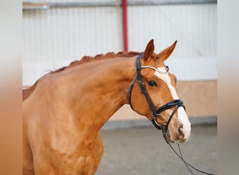 Hannoveraan, Ruin, 7 Jaar, 170 cm, Vos