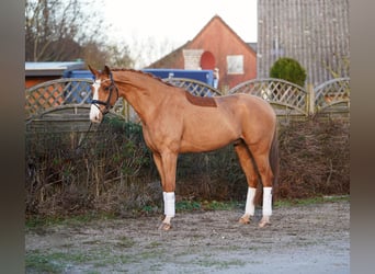 Hannoveraan, Ruin, 7 Jaar, 170 cm, Vos