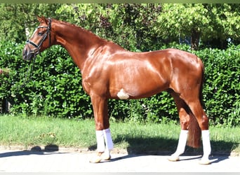 Hannoveraan, Ruin, 7 Jaar, 170 cm, Vos