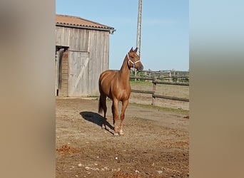 Hannoveraan, Ruin, 7 Jaar, 170 cm, Vos