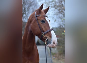 Hannoveraan, Ruin, 7 Jaar, 170 cm, Vos