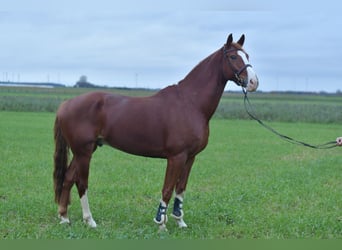 Hannoveraan, Ruin, 7 Jaar, 170 cm, Vos