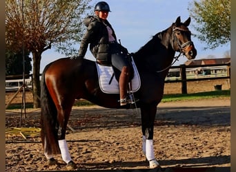 Hannoveraan, Ruin, 7 Jaar, 170 cm, Zwartbruin