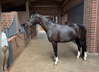 Hannoveraan, Ruin, 7 Jaar, 170 cm, Zwartbruin