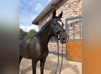 Hannoveraan, Ruin, 7 Jaar, 170 cm, Zwartbruin