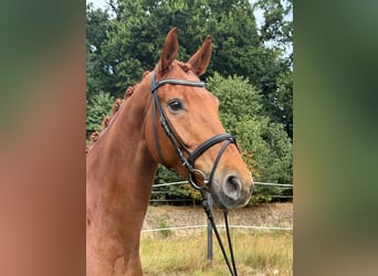 Hannoveraan, Ruin, 7 Jaar, 171 cm, Vos