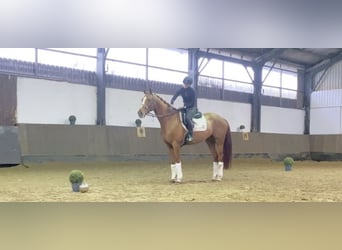 Hannoveraan, Ruin, 7 Jaar, 171 cm, Vos