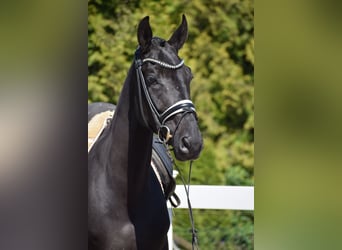 Hannoveraan, Ruin, 7 Jaar, 171 cm, Zwart