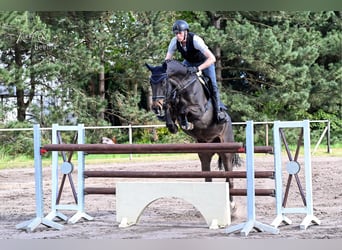 Hannoveraan, Ruin, 7 Jaar, 171 cm, Zwartbruin