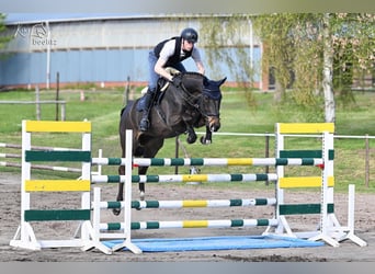 Hannoveraan, Ruin, 7 Jaar, 171 cm, Zwartbruin