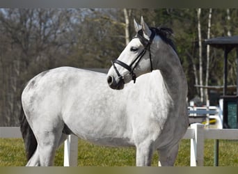 Hannoveraan, Ruin, 7 Jaar, 172 cm, Schimmel
