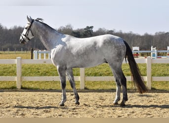Hannoveraan, Ruin, 7 Jaar, 172 cm, Schimmel