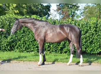 Hannoveraan, Ruin, 7 Jaar, 172 cm, Zwart