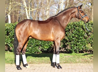 Hannoveraan, Ruin, 7 Jaar, 173 cm, Bruin