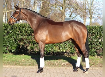 Hannoveraan, Ruin, 7 Jaar, 173 cm, Bruin