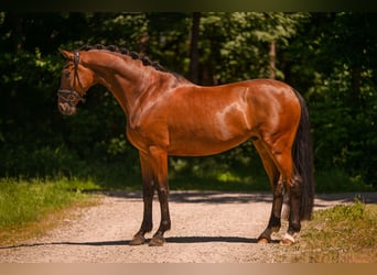 Hannoveraan, Ruin, 7 Jaar, 173 cm, Bruin