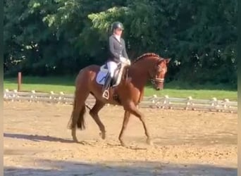 Hannoveraan, Ruin, 7 Jaar, 173 cm, Vos