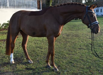Hannoveraan, Ruin, 7 Jaar, 173 cm, Vos