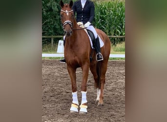 Hannoveraan, Ruin, 7 Jaar, 173 cm, Vos