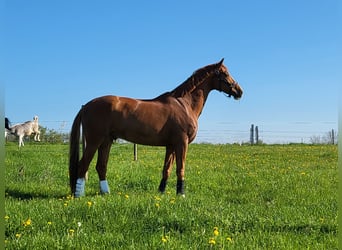 Hannoveraan, Ruin, 7 Jaar, 173 cm, Vos