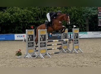 Hannoveraan, Ruin, 7 Jaar, 174 cm, Bruin