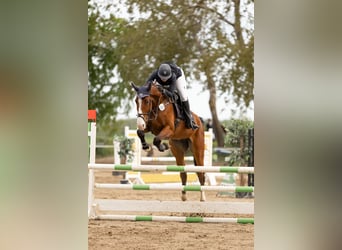 Hannoveraan, Ruin, 7 Jaar, 174 cm, Bruin