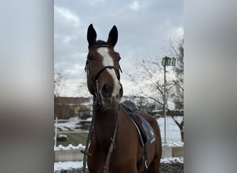 Hannoveraan, Ruin, 7 Jaar, 174 cm, Bruin