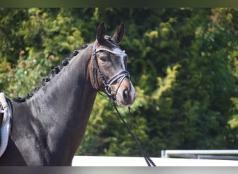 Hannoveraan, Ruin, 7 Jaar, 174 cm, Donkerbruin