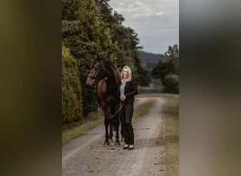 Hannoveraan, Ruin, 7 Jaar, 175 cm, Bruin