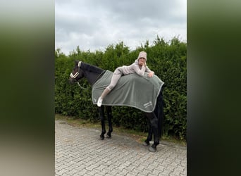 Hannoveraan, Ruin, 7 Jaar, 175 cm, Bruin