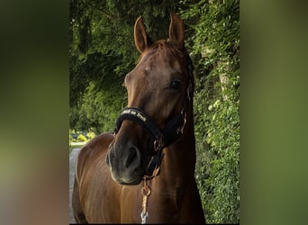 Hannoveraan, Ruin, 7 Jaar, 175 cm, Donkere-vos