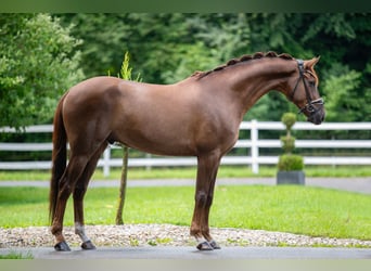 Hannoveraan, Ruin, 7 Jaar, 175 cm, Donkere-vos