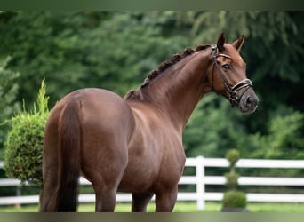 Hannoveraan, Ruin, 7 Jaar, 175 cm, Donkere-vos