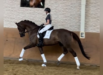 Hannoveraan, Ruin, 7 Jaar, 175 cm, Donkere-vos