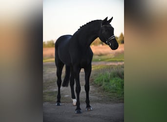 Hannoveraner, Wallach, 7 Jahre, 175 cm, Rappe