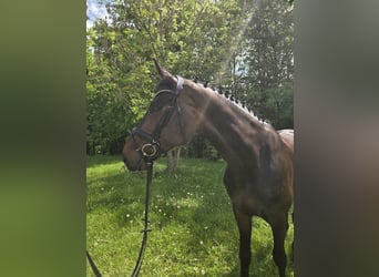 Hannoveraan, Ruin, 7 Jaar, 176 cm, Donkerbruin