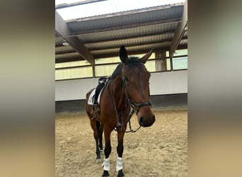 Hannoveraan, Ruin, 7 Jaar, 176 cm, Lichtbruin