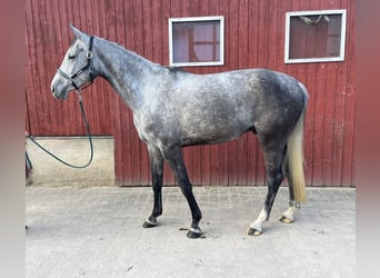 Hannoveraan, Ruin, 7 Jaar, 177 cm, Appelschimmel