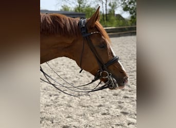 Hannoveraan, Ruin, 7 Jaar, 177 cm, Vos