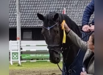 Hannoveraan, Ruin, 7 Jaar, 178 cm, Zwartbruin