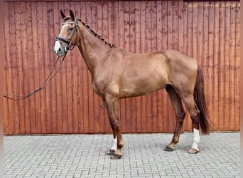 Hannoveraan, Ruin, 7 Jaar, 180 cm, Vos