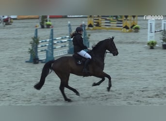 Hannoveraan, Ruin, 7 Jaar, Bruin