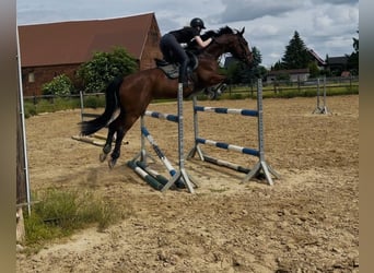 Hannoveraan, Ruin, 8 Jaar, 163 cm, Bruin