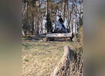 Hannoveraan, Ruin, 8 Jaar, 164 cm, Appelschimmel
