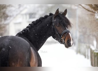 Hannoveraan, Ruin, 8 Jaar, 165 cm, Donkerbruin