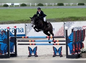 Hannoveraan, Ruin, 8 Jaar, 165 cm, Schimmel