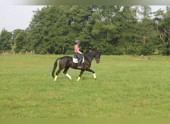Hannoveraan, Ruin, 8 Jaar, 165 cm, Zwart