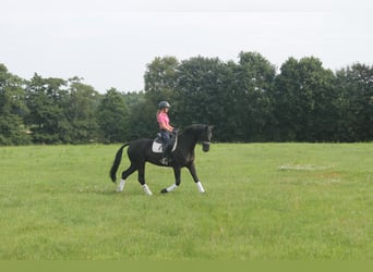 Hannoveraan, Ruin, 8 Jaar, 165 cm, Zwart