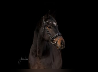 Hannoveraan, Ruin, 8 Jaar, 166 cm, Donkerbruin